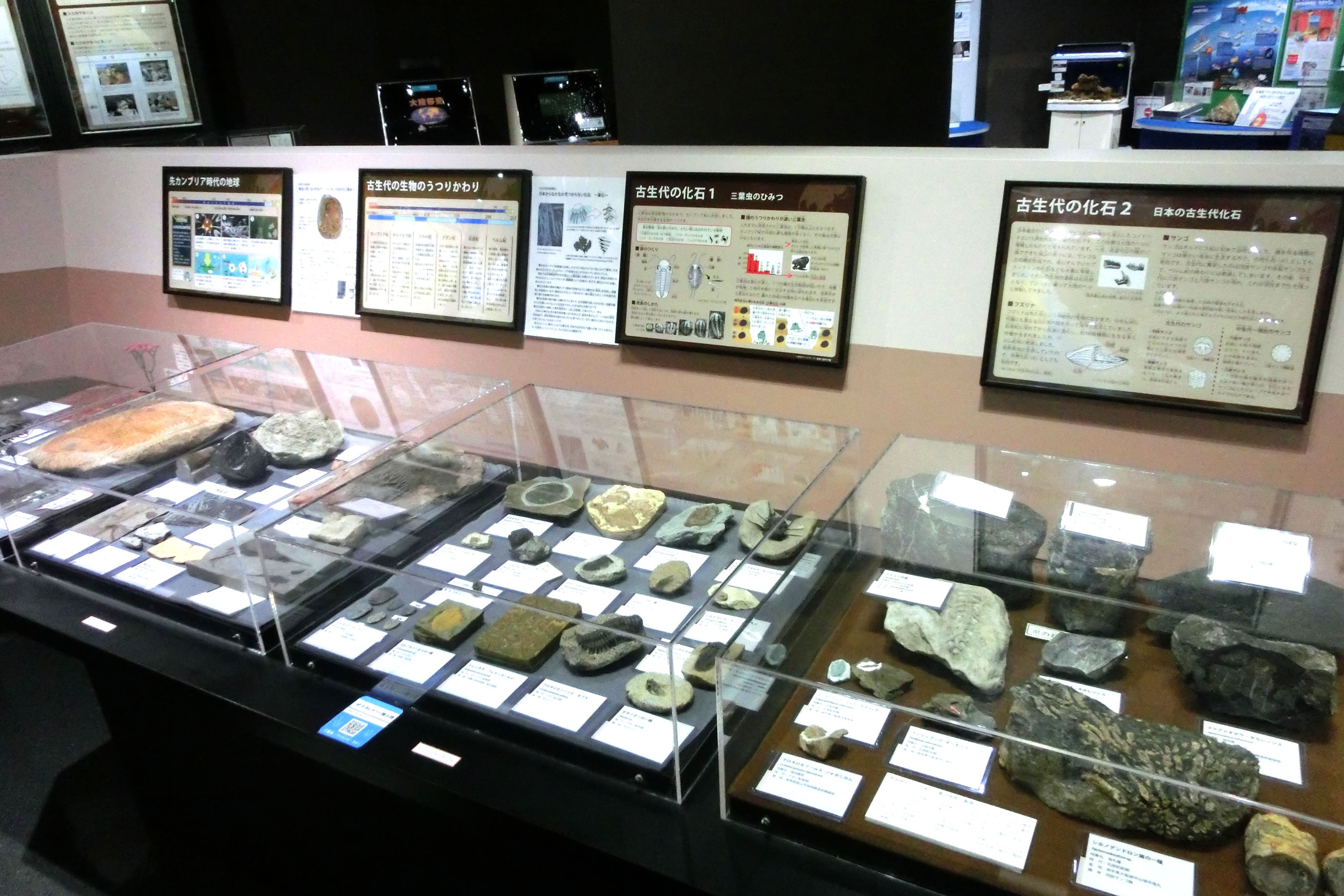 特大￼w 35㎝4kg 三葉虫化石￼ 古生代の重要な示準化石￼ ベリーレア、最高品質、三葉虫コレクター垂涎の逸品