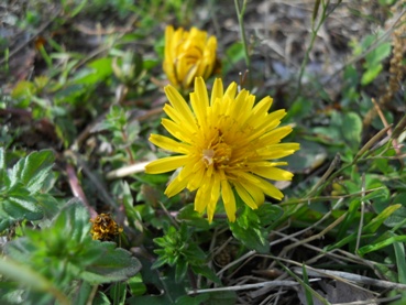 タンポポの花びらは何枚