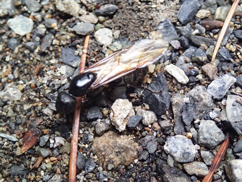 女王アリ 飼育観察日記 １