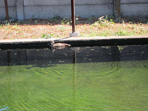 サイズ変更水温調整池に居座ったカルガモ君IMG_9670