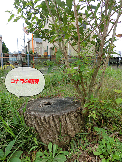 待望の 萌芽 ほうが 待望の 萌芽 ほうが