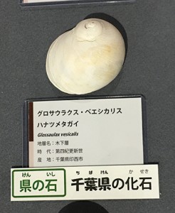 ロクトリポート用千葉県の化石