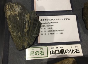 ロクトリポート用山口県の化石画像