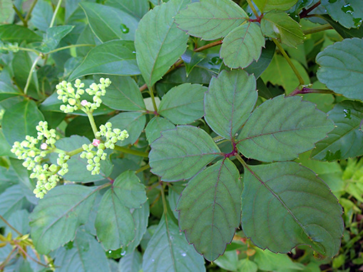 ロクトの庭だより つる植物