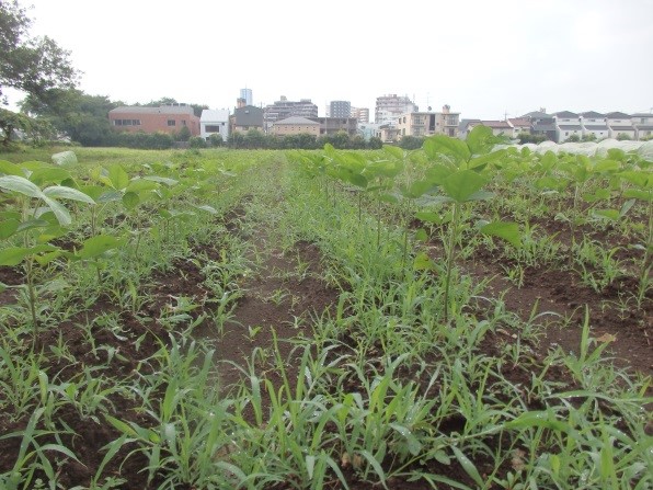 1雑草が生えた畑