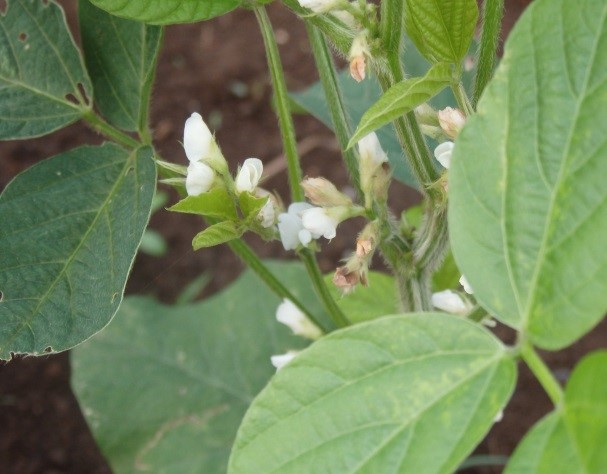 3大豆の花