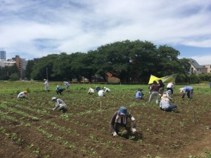 草むしり