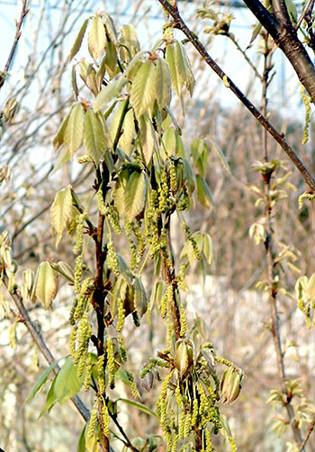 ロクトの庭だより 目立たない樹木の花