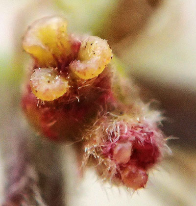 ロクトの庭だより 目立たない樹木の花