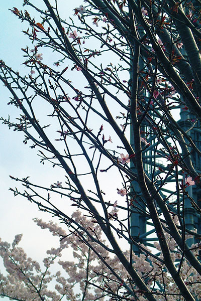ロクトの庭だより ~宇宙桜~多摩六都科学館は、世界一に認定されたプラネタリウムと、観察・実験・工作が楽しめる体験型ミュージアムです。小平市、東村山市、清瀬市、東久留米市、西東京市の5市で運営しています。