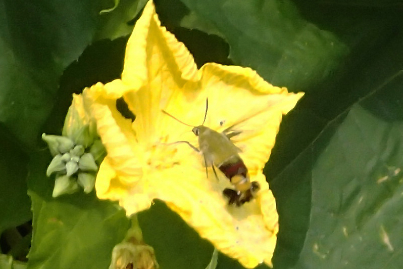 ロクトの庭だより グリーンカーテンに集まる虫 ロクトの庭だより グリーンカーテンに集まる虫