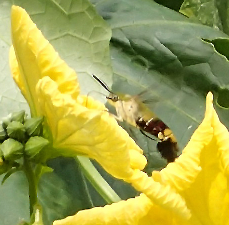 ロクトの庭だより グリーンカーテンに集まる虫 ロクトの庭だより グリーンカーテンに集まる虫