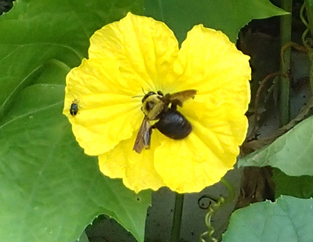 ロクトの庭だより グリーンカーテンに集まる虫 ロクトの庭だより グリーンカーテンに集まる虫