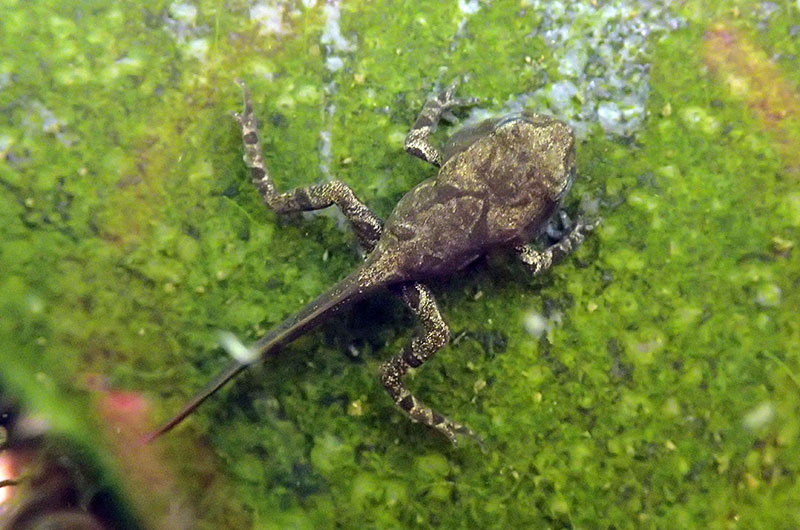 ロクトの庭だより オタマジャクシ その２
