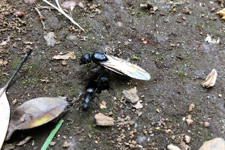 女王アリ ページ 2 ロクトリポート