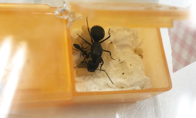 女王アリ 飼育観察日記 ４１