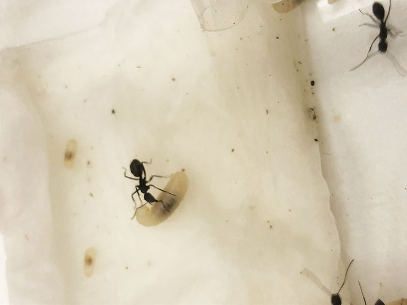 女王アリ 飼育観察日記 ４６