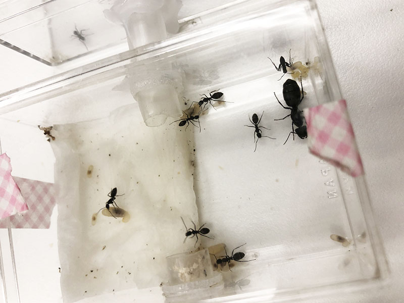 女王アリ 飼育観察日記 ４６