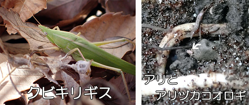館庭昆虫調査 第回