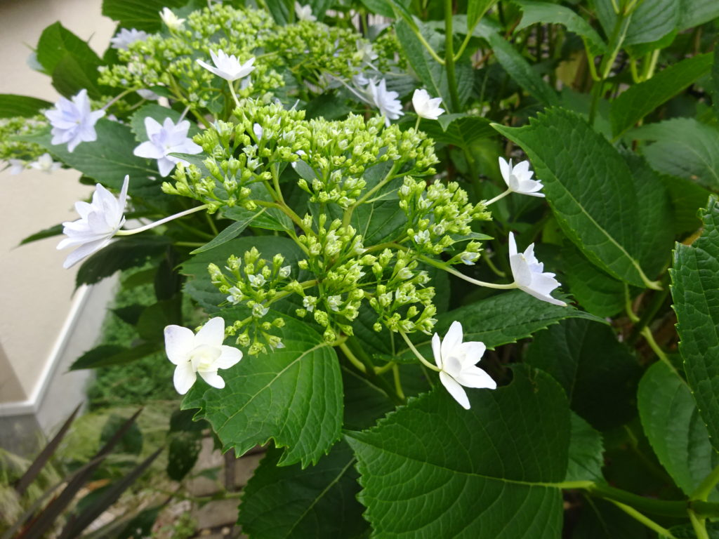 アジサイ にみる 墨田の花火