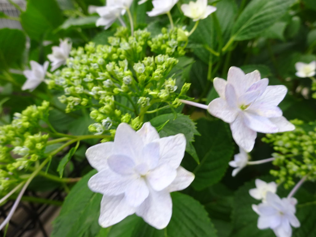 アジサイ にみる 墨田の花火