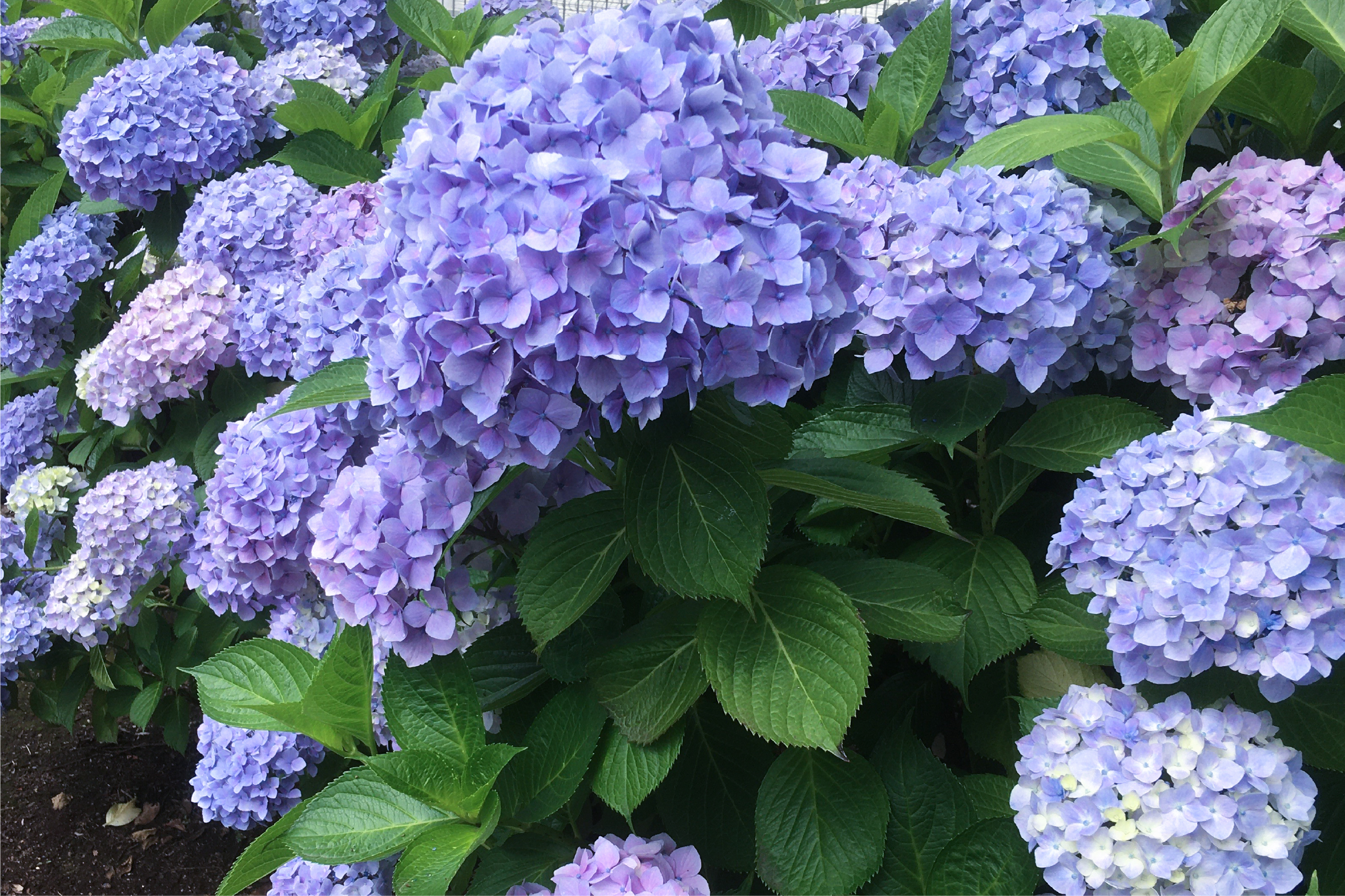梅雨のアジサイにみる日本の夏