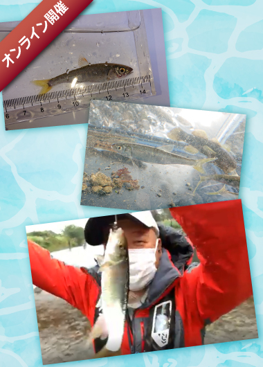 川にすむ魚の種類を見てみよう!
