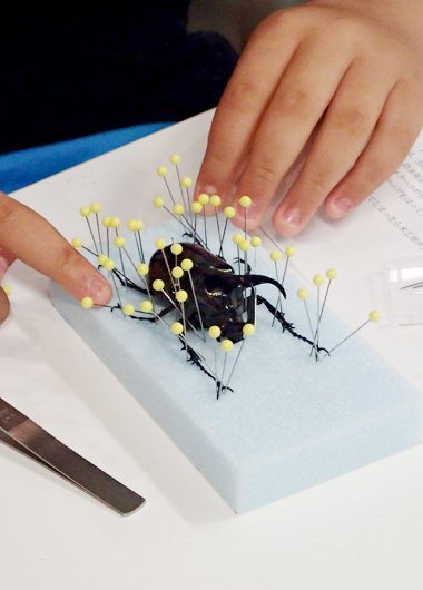 昆虫標本づくり教室