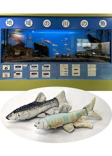 多摩六都科学館にいる魚のからだを見てみよう