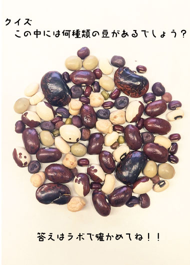 あれも豆？これも豆！？～食卓の豆を探してみよう～