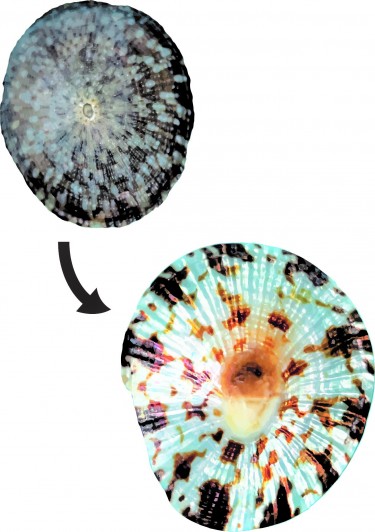 真珠のヒミツ大解剖 かがやく貝を作ろう！