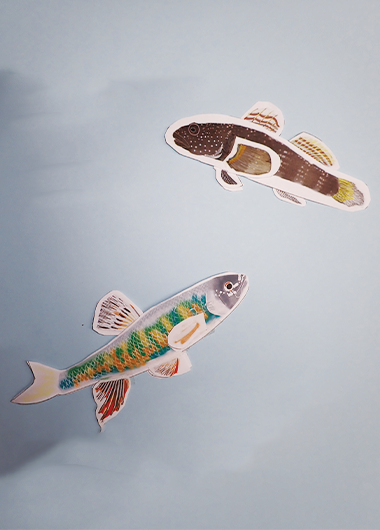 魚のひれはどこにあるかな？ ～紙工作で魚の体をつくろう！～